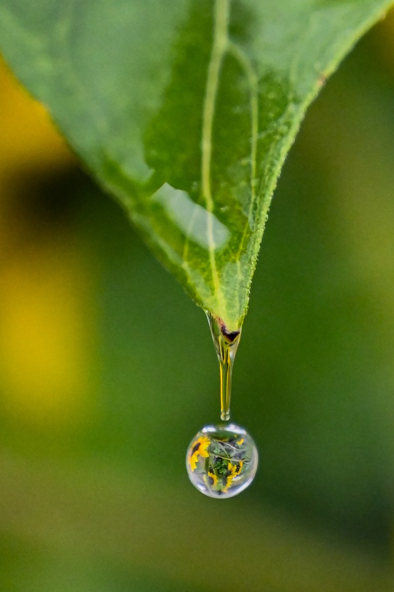 Sunflower raindrops